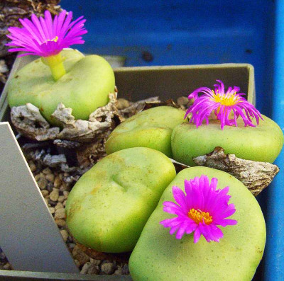 Conophytum.jpg