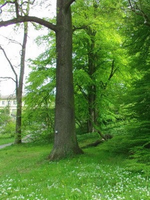 Quercus_robur_Stamm.JPG