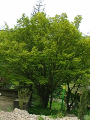 Acer_palmatum.JPG