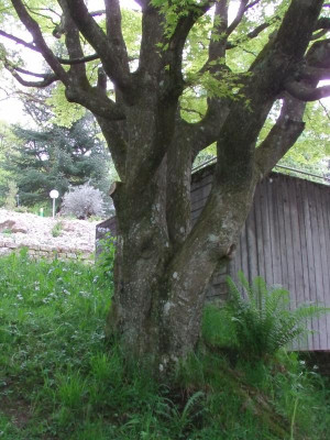 Acer_palmatum_Stamm.JPG