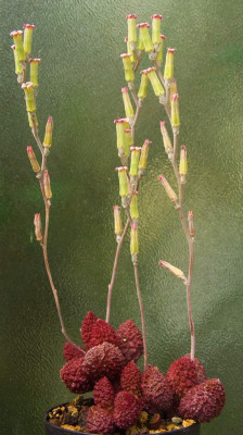 Adromischus_marianiae_var._herrrei_1.jpg