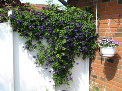 Clematis.JPG