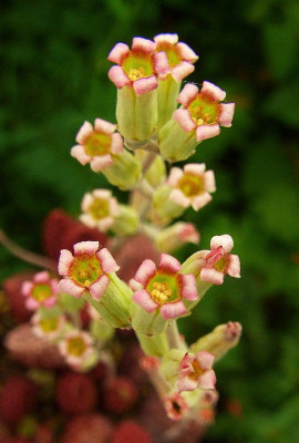 Adromischus_marianiae_var._herrrei_2.jpg