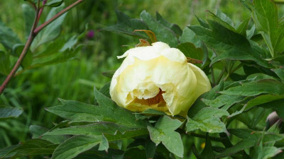 Paeonia Lutea High Noon P5150536.JPG