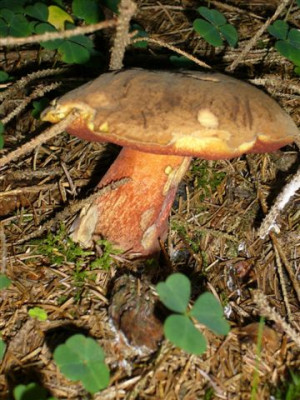 Flockenstieliger_Hexenroorling_1.JPG