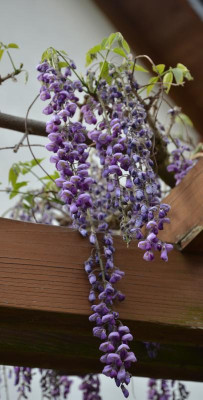 Wisteria_floribunda.16-2.jpg