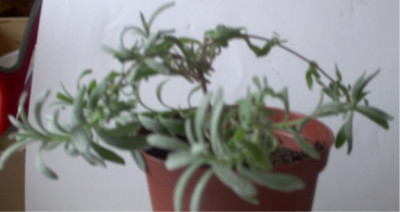 hangender_Lavendel.jpg