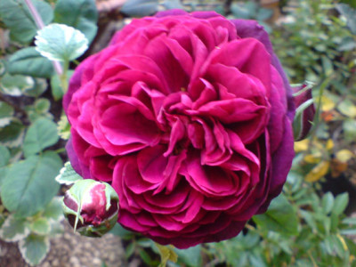 astrid_von_hardenberg_5_.JPG