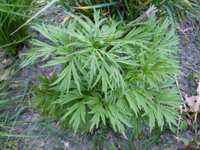 2016-05-18 Paeonia veitchii.jpg