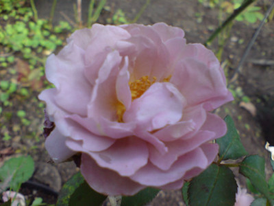 lavender_pinocchio_4.JPG
