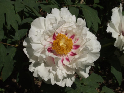 DSCF2988.JPG