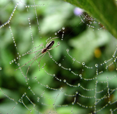 Mirabellenspinne_1.jpg