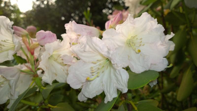 WP_20160519_017 Rhododendron  decorum ssp.cordatum C&H 7132.jpg