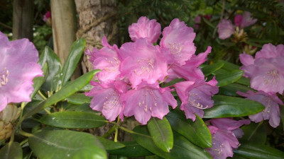 WP_20160519_012 Rhododendron degronianum ssp.heptamerum var. hondoense C.W.Me Ken.jpg