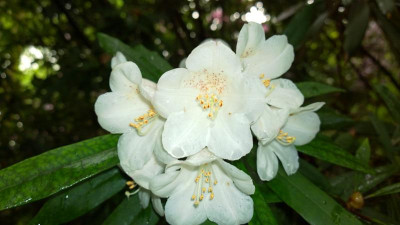 WP_20160515_032 Rhododendron formosanum RV 74006.jpg