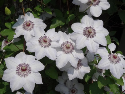 clematis02.jpg
