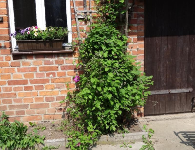 clematis05.jpg