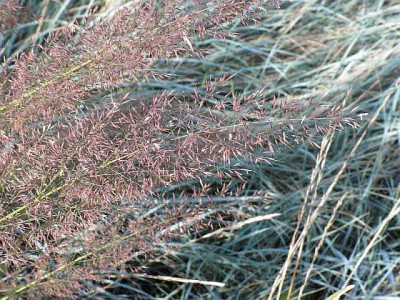 calamagrostis-0106.jpg
