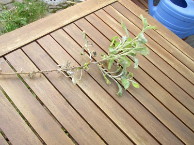 Apfelbaum_krank.JPG
