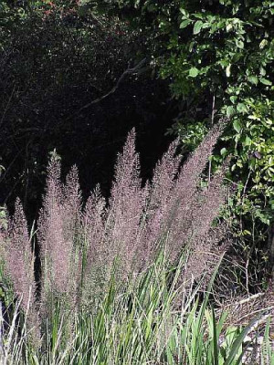 calamagrostis-0111.jpg
