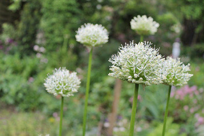 Allium  'Mount Everest'.JPG