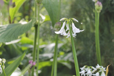 Allium triquetrum.JPG