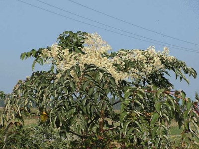 aralia-0062.jpg