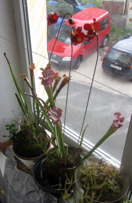 Sarracenia leucophylla Prag.jpg