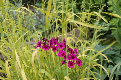Primula japonica 'Millers Crimson'.JPG