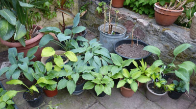 2016-05-19 Hosta.jpg