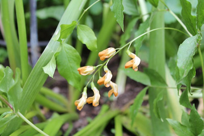 Lathyrus luteus 'Aureus'.JPG