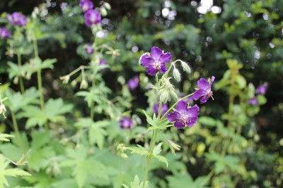 Geranium phaeum 'Lily Lovell'.JPG