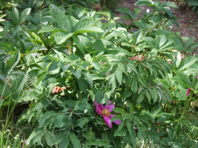 DSCF3012.JPG