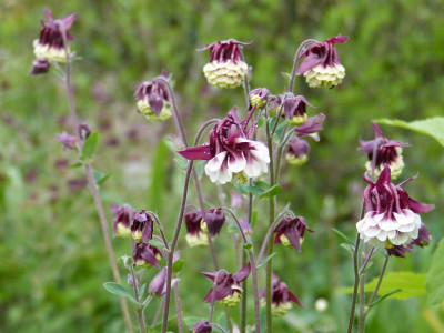 2016-05-17 Aquilegia 1.jpg