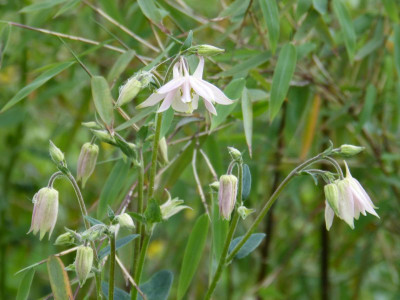 2016-05-17 Aquilegia 2.jpg