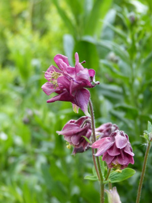 2016-05-17 Aquilegia 3.jpg