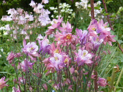 2016-05-17 Aquilegia 4.jpg