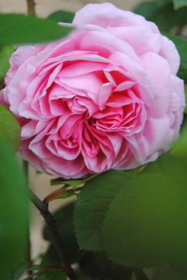 mai 045.jpg