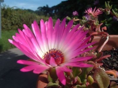 Mittagsblume.jpg