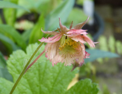 2016-05-21 Geum 'Pink Fluffy'.jpg