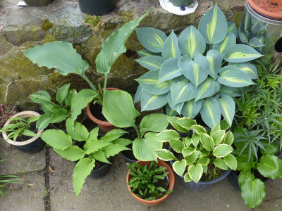 2016-05-21 Hosta 3.jpg