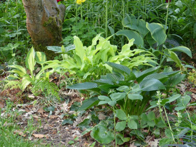 2016-05-21 Hosta 1.jpg