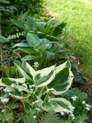 2016-05-21 Hosta 2.jpg