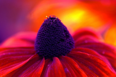 Rudbeckia_1_24-09-2006.jpg