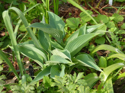 2016-05-21 Hosta 'Awakening'.jpg