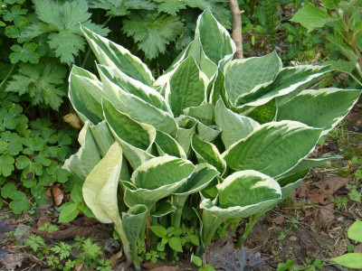 2016-05-21 Hosta 'Francee' 1.jpg