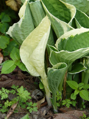 2016-05-21 Hosta 'Francee' 2.jpg