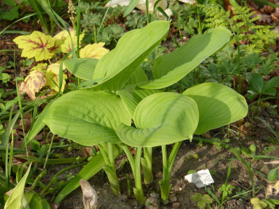 2016-05-21 Hosta 'Fried Green Tomatoes'.jpg