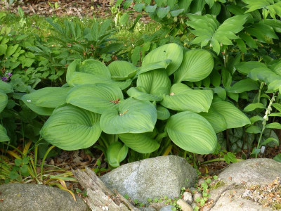 2016-05-21 Hosta 'Guacamole'.jpg