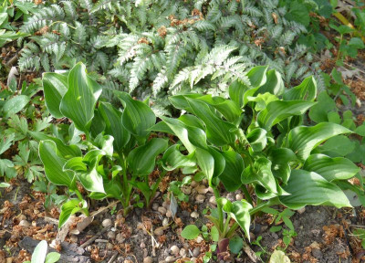 2016-05-21 Hosta 'Harry van Trier'.jpg